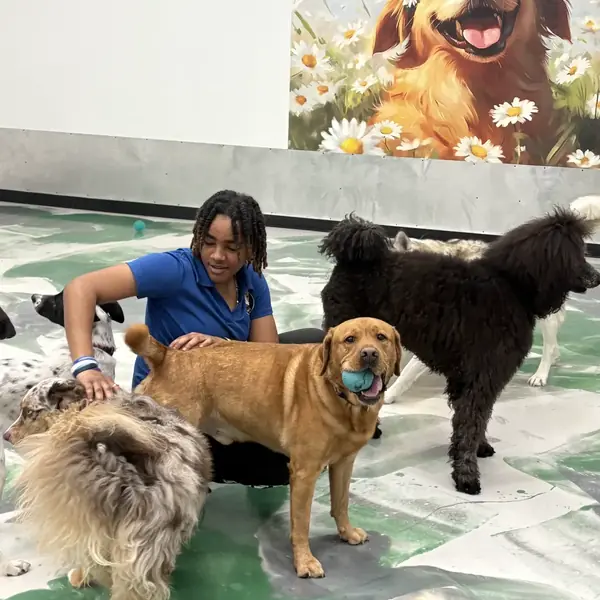 Dog daycare fun at K9 Rox Club